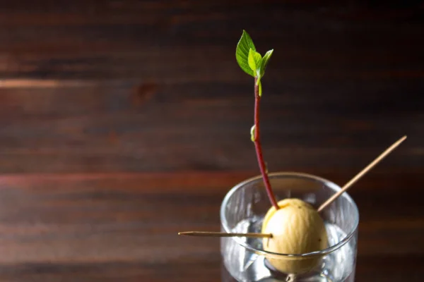 Растет авокадо из семян в стакане воды. Живое растение с листьями, начало жизни на деревянном столе . — стоковое фото