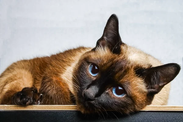 O gato tailandês siamês mente e olha para a câmera, na moldura, na alma. Tristeza, melancolia, solidão . — Fotografia de Stock