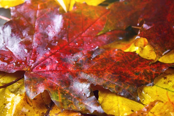 黄色和橙色秋天背景与槭树叶子. — 图库照片