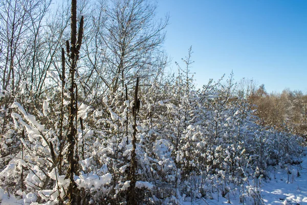 Natura invernale sotto la prima neve in una giornata di sole . — Foto Stock