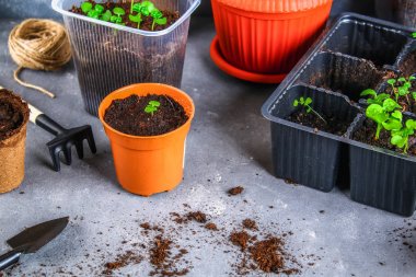 Bahçe aletleri, tencere, fidan gri beton zemin üzerine. Kopyalama alanı.