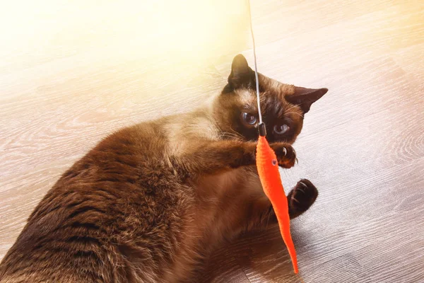 Kot syjamski lub tajski gra rezygnować pewien zabawka. Niepełnosprawnych kota gryzie i zarysowania zabawka. Trzy łapy, nie kończyn. — Zdjęcie stockowe