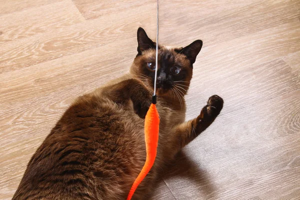 Siamesische oder thailändische Katze spielt mit Spielzeug. Eine behinderte Katze beißt und kratzt ein Spielzeug. drei Pfoten, kein Glied. — Stockfoto