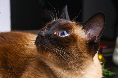 Siyam Tay dikkatlice uzakta görünüyor kedi. Mavi gözlü bir kedi portresi.