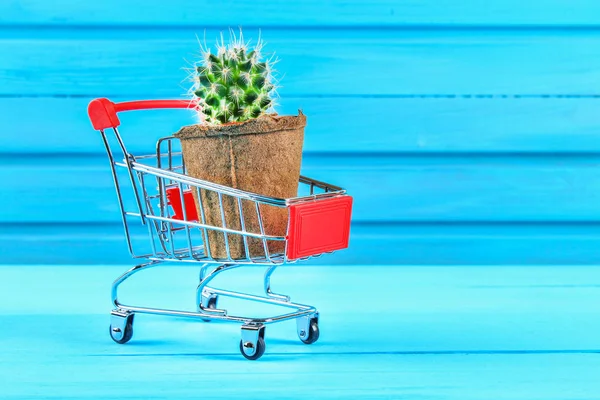 Een kleine cactus in een rode mini supermarkt trolley op een blauwe houten tafel. — Stockfoto