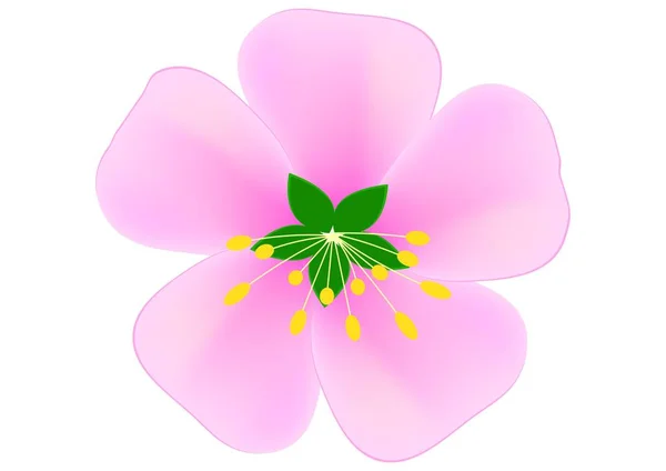 Vector image of pink sakura flower on white background. — Stock Vector