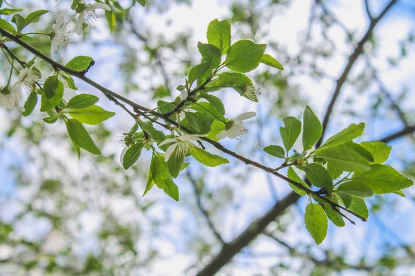 阳光明媚的日子里苹果树的白色花朵. — 图库照片