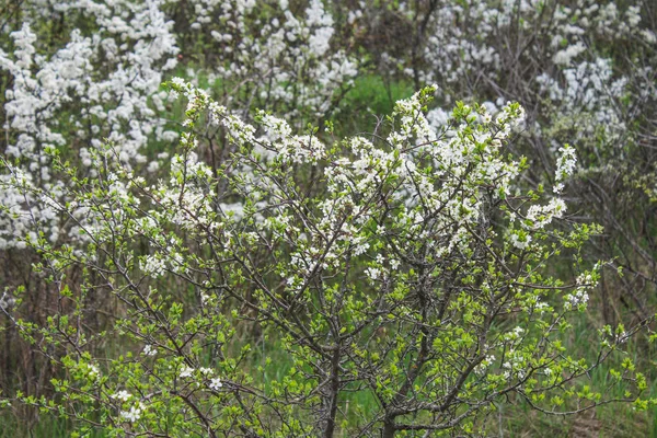 맑은 날에는 사과 나무의 흰 꽃. — 스톡 사진