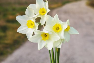 Bir mavi gökyüzü ve güneşli bir çim karşı sarı merkezi olan beyaz nergis bir buket.