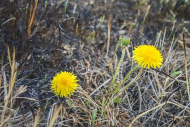 Sarı karahindiba çiçek scorched çim arka planı. Hayat, ekoloji için savaş.