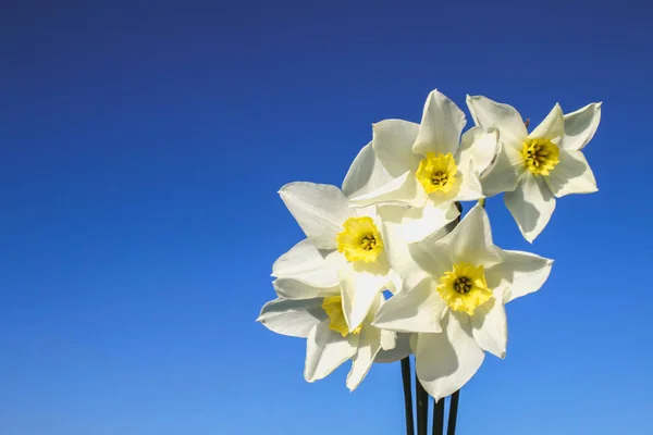 青い空と晴れた日に草黄色センターと白の水仙の花束. — ストック写真