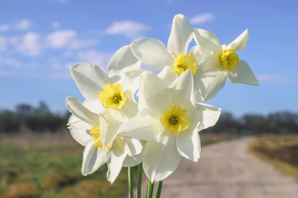 青い空と晴れた日に草黄色センターと白の水仙の花束. — ストック写真
