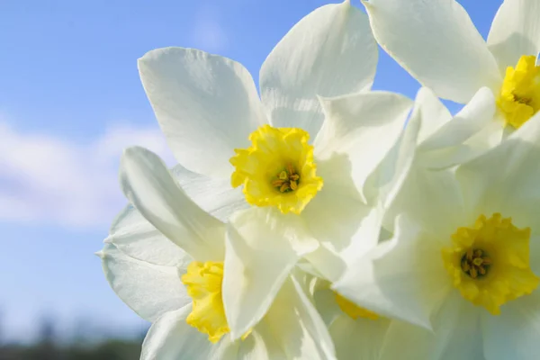 Um buquê de narcisos brancos com um centro amarelo contra um céu azul e grama em um dia ensolarado . — Fotografia de Stock