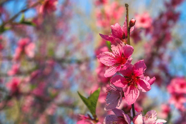 Güneşli bir günde şeftali ağacının pembe çiçekleri.