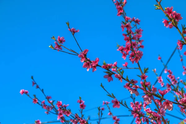 Güneşli bir günde şeftali ağacının pembe çiçekleri. — Stok fotoğraf