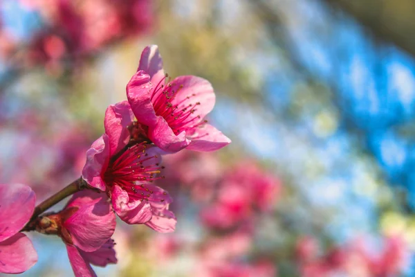 Pink beautiful flowers of a peach tree on a sunny day. — Stock Photo, Image
