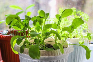 Konteyner penceresinde rucola bitki yetişen.