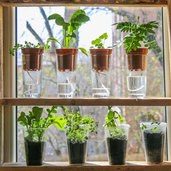 Wick drenken. Planten in potten op glazen staan op een plank op een venster. — Stockfoto