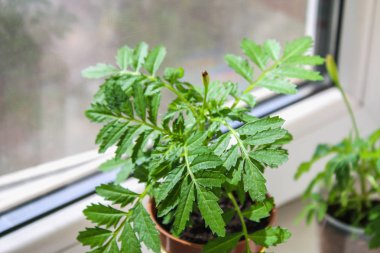 Genç marigolds evde pencere üzerinde büyüyen.