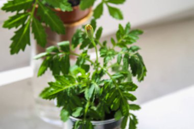 Genç marigolds evde pencere üzerinde büyüyen.