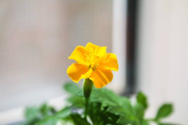 Genç marigolds evde pencere üzerinde büyüyen.