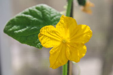 Balkonda bir güneşli yaz gününde evde yetiştirilen salatalık asılı.