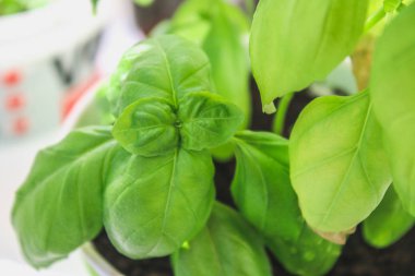 taze fesleğen yaprağı. Fesleğen bitki tencerede yeşil yaprakları ile.