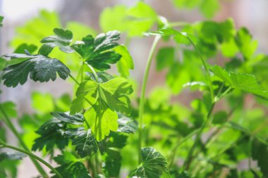 Daire içinde belgili tanımlık pencere üzerinde bir tencerede maydanoz bitki yetişir. Balkonda.
