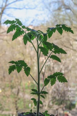 Daire içinde belgili tanımlık pencere üzerinde bir tencerede domates bitki büyür. Balkonda.