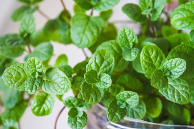 Taze nane yaprakları, nane bitkileri, mutfak nanesi, nane arkaplanı..