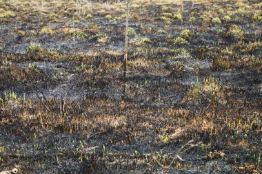 Yanmış otların küllerinden arkaplan. Yangın çıktıktan sonra tarlaya kül ekin..