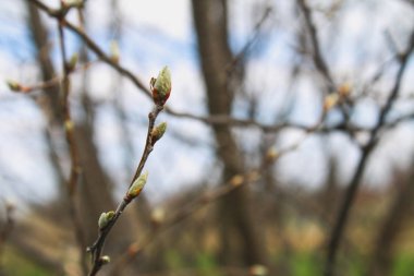 İlk bahar nazik yapraklar, tomurcuklar ve dallar makro arkaplan.