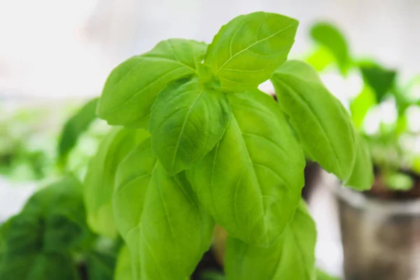 Daun kemangi segar. Tanaman Basil dengan daun hijau dalam pot . — Stok Foto