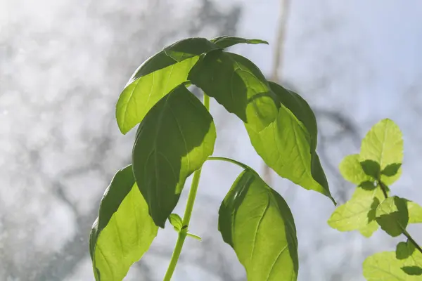 Folhas frescas de manjericão. Planta de manjericão com folhas verdes em vaso . — Fotografia de Stock
