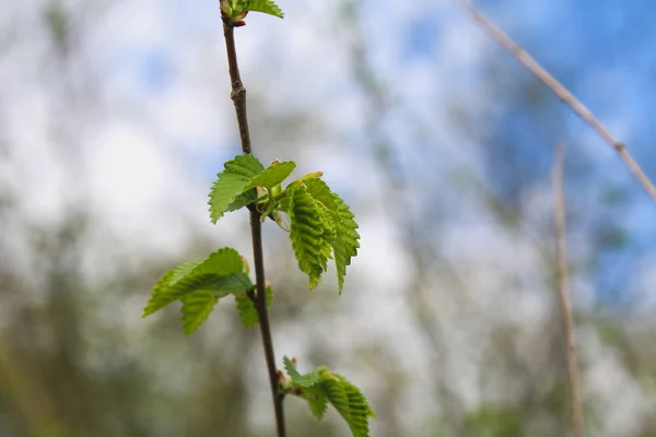 The first spring gentle leaves, buds and branches macro background. — Stock Photo, Image