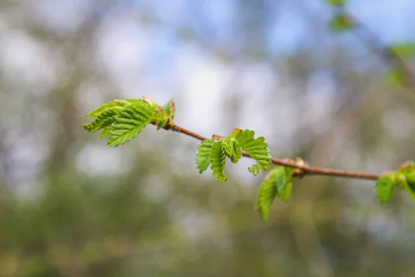 The first spring gentle leaves, buds and branches macro background. — Stock Photo, Image
