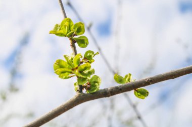 İlk bahar nazik yapraklar, tomurcuklar ve dallar makro arkaplan.