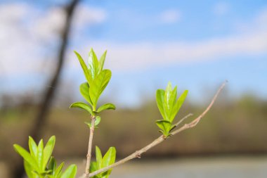 İlk bahar nazik yapraklar, tomurcuklar ve dallar makro arkaplan.