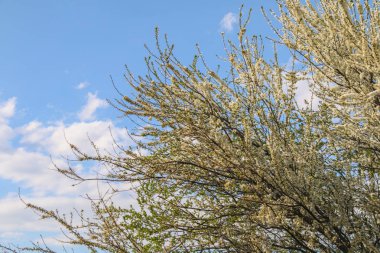 İlk bahar nazik yapraklar, tomurcuklar ve dallar makro arkaplan.