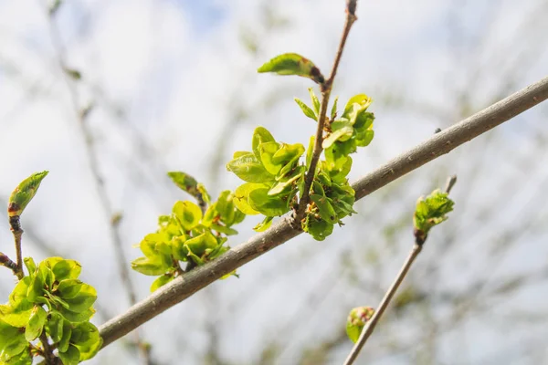 La prima primavera foglie delicate, boccioli e rami macro sfondo. — Foto Stock