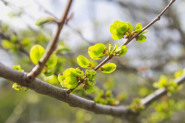 The first spring gentle leaves, buds and branches macro background. — Stock Photo, Image