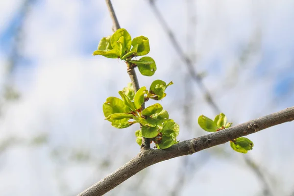 春天的第一片嫩叶、嫩芽和枝条的宏观背景. — 图库照片
