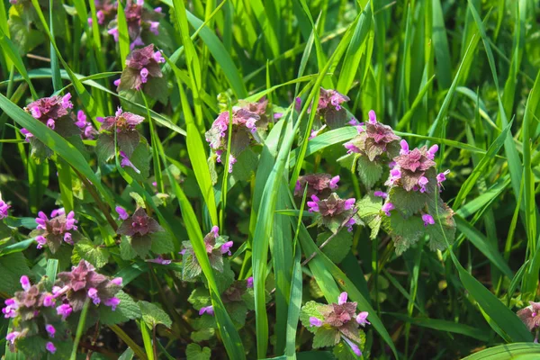 Ortiga púrpura muerta Lamium purpureum con hierba verde en un fondo . —  Fotos de Stock