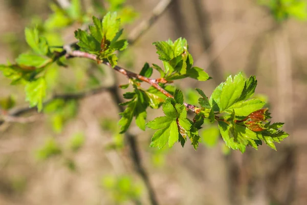 The first spring gentle leaves, buds and branches macro background. — Stock Photo, Image