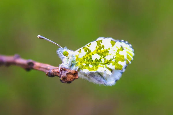 Female Anthocharis cardamines butterfly sitting on Plantago lanceolata Ribwort Plantain . — Stock Photo, Image