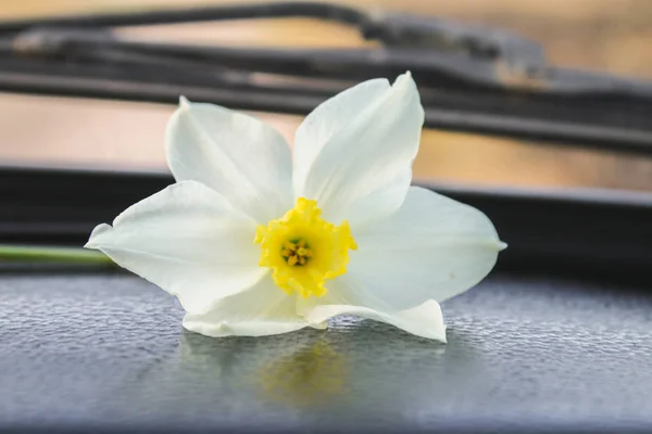 Flor narciso branco em peças de máquinas . — Fotografia de Stock