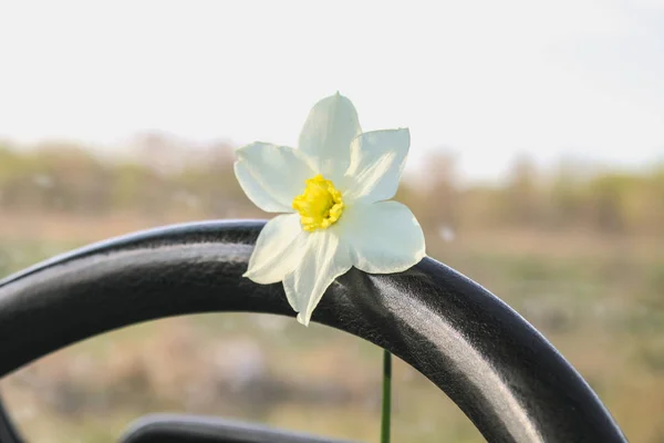 機械部品上の白い水仙の花. — ストック写真