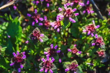 Ölü ısırgan Lamium purpureum yeşil çim bir arka plan ile mor.