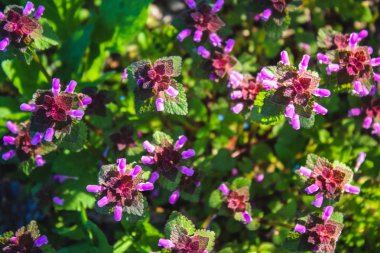 Ölü ısırgan Lamium purpureum yeşil çim bir arka plan ile mor.