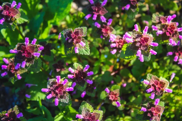 紫の背景に緑の草にオドリコソウ ヒメオドリコソウ. — ストック写真